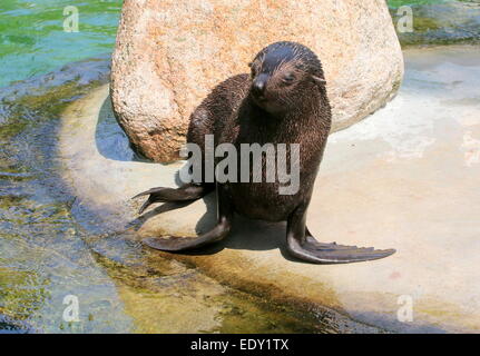 South American fur seal ( Arctocephalus australis) face à l'appareil photo Banque D'Images