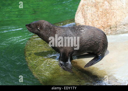 South American fur seal ( Arctocephalus australis) posant sur un rocher Banque D'Images