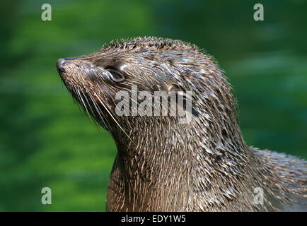 Hommes Sud American fur seal ( Arctocephalus australis) gros plan de la tête Banque D'Images