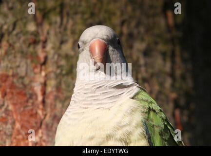 Perruche moine d'Amérique du Sud ou Quaker Parrot (Myiopsitta monachus) Banque D'Images