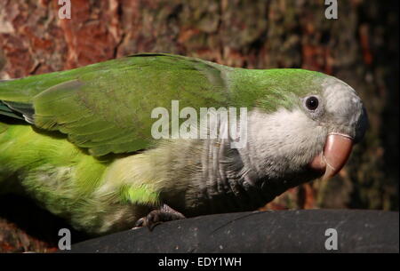 Perruche moine d'Amérique du Sud chauds ou Quaker Parrot (Myiopsitta monachus) Banque D'Images