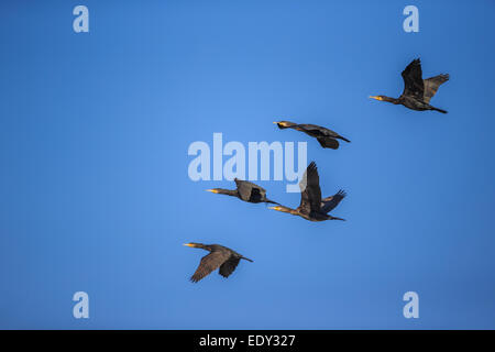 Les cormorans flying blue sky Banque D'Images