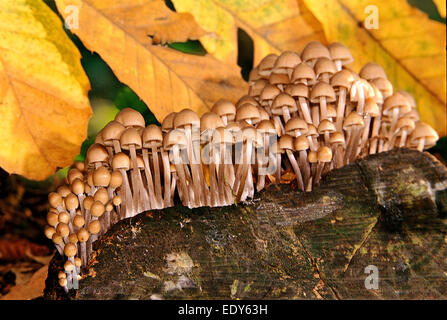 Colonie de Coprinus champignons sur une souche d'arbre Châtaignier Banque D'Images