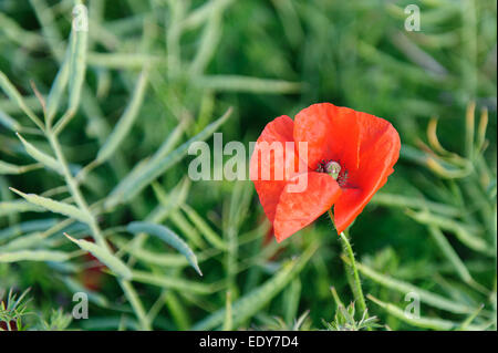 Coquelicot dans le champ Banque D'Images