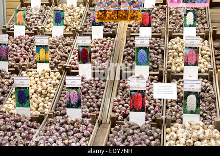 Affiche de bulbes de fleurs sur le marché aux fleurs flottant (), Singel, Amsterdam, Hollande du Nord, Pays-Bas, Europe Banque D'Images