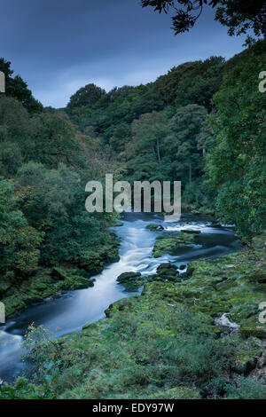 Vue de haut de la rivière Wharfe qui coule à travers une étroite vallée encaissée, bordée par le bois de la SRCFA - Bolton Abbey Estate, Yorkshire, Angleterre, Royaume-Uni. Banque D'Images