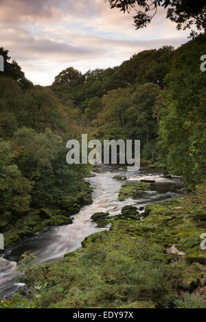 Vue de haut de la rivière Wharfe qui coule à travers une étroite vallée encaissée, bordée par le bois de la SRCFA - Bolton Abbey Estate, Yorkshire, Angleterre, Royaume-Uni. Banque D'Images