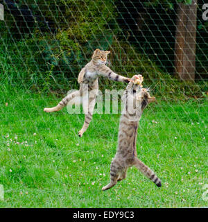 Les Chats Sauvages écossais étant nourris à la British Wildlife Centre, Surrey Banque D'Images