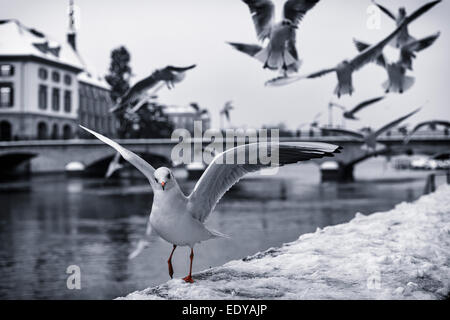 Une mouette sur la rive couverte de neige, Zurich, Suisse. Banque D'Images