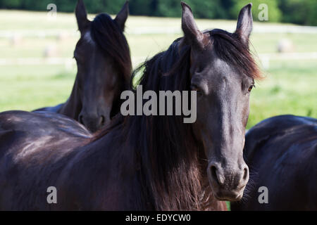 Cheval frison Banque D'Images