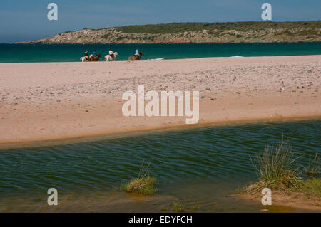 Plage de Bolonia et chevaux, Tarifa, province de Cadix, Andalousie, Espagne, Europe Banque D'Images