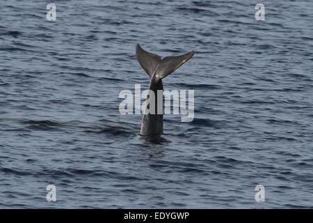 Fluke queue de dauphin de Risso Banque D'Images