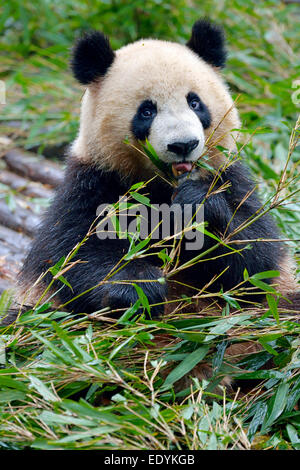 Panda géant (Ailuropoda melanoleuca) se nourrissent de feuilles de bambou, captive, Chengdu Research Base de reproduction du Panda Géant ou Chengdu Banque D'Images