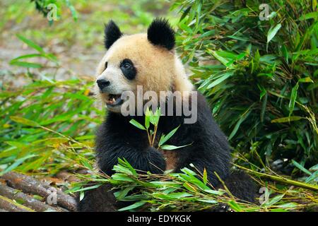 Panda géant (Ailuropoda melanoleuca) se nourrissent de feuilles de bambou, captive, Chengdu Research Base de reproduction du Panda Géant ou Chengdu Banque D'Images