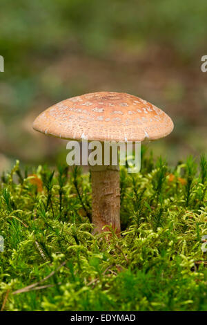 Le blush (Amanita rubescens), Basse-Saxe, Allemagne Banque D'Images