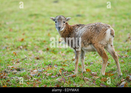 Mouflon (Ovis ammon musimon), les jeunes, captive, Basse-Saxe, Allemagne Banque D'Images