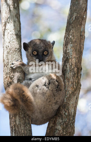 Hubbard (Lepilemur hubbardorum Tsombitse), Parc National, Madagascar Banque D'Images