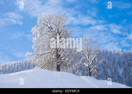 Arbres couverts de neige, Hocheck, montagnes Mangfall à Oberaudorf, Upper Bavaria, Bavaria, Germany Banque D'Images