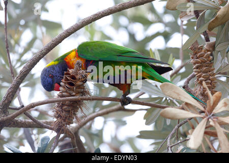 À partir d'une alimentation d'oiseaux Lorikeet noix de banksia, Australie Banque D'Images