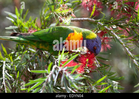 Manger Lorikeet oiseau dans une brosse à bouteille arbuste, Australie Banque D'Images