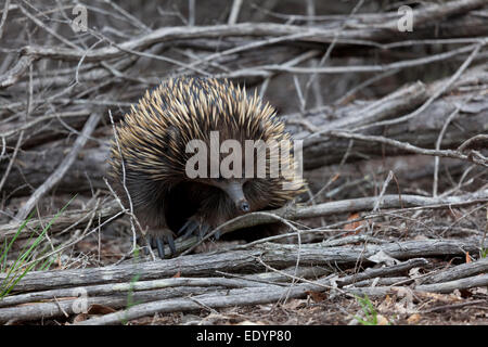 Échidné à nez court,Tachyglossus aculeatus, en Australie Banque D'Images