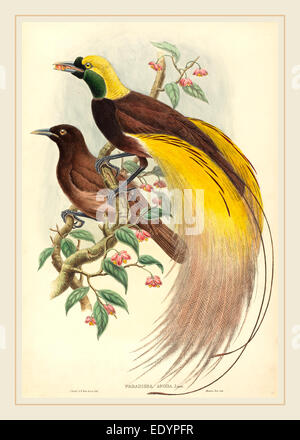 John Gould et W. Hart, britanniques (1804-1881), les Oiseaux du Paradis (Paradisea apoda), publié 1875-1888, lithographie coloriée au Banque D'Images