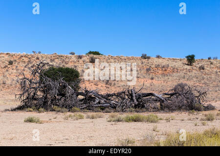 Arbre mort solitaire dans un paysage aride, Kgalagadi Transfrontier Park, Afrique du Sud, la faune vrai Banque D'Images