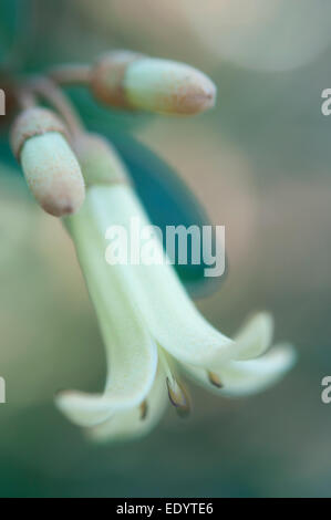 Correa 'Ivory Bells'. Un arbuste à fleurs en forme de cloche pâle. Banque D'Images