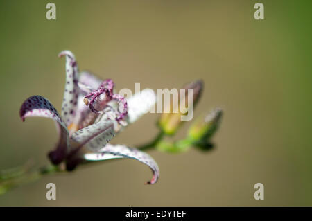 Crapaud japonais Lily avec des fleurs blanches repéré en mauve. Trycyrtis hirta. Banque D'Images