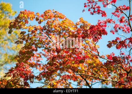 La couleur en automne dans une sélection de l'ACERS à feuilles rouges et orange contre un ciel bleu. Banque D'Images