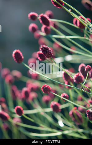 Sanguisorba officinalis 'Tanna'. Une grande plante vivace à floraison estivale rouge profond capitules sur de longues tiges. Banque D'Images