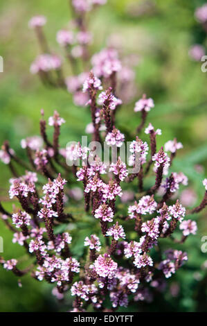 Verbena hastata rosea, une grande usine de floraison tardive avec les chefs de petites fleurs roses. Banque D'Images