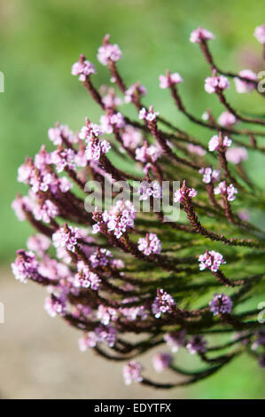 Verbena hastata rosea, une grande usine de floraison tardive avec les chefs de petites fleurs roses. Banque D'Images