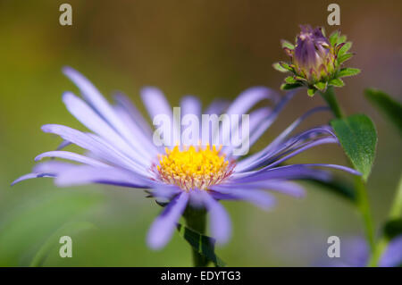 Close up d'un aster Amellus bleu fleur et un bourgeon non ouvert. Banque D'Images