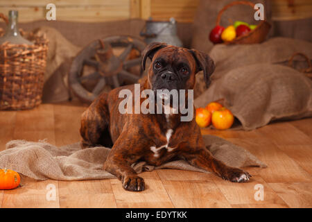 Boxeur allemand, homme|Deutscher Boxer, Ruede Banque D'Images