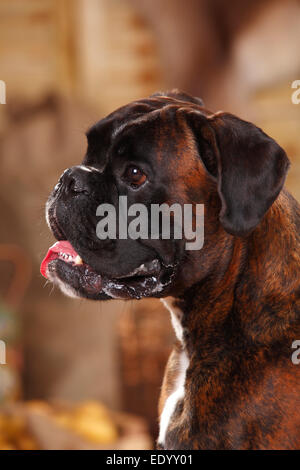 Boxeur allemand, homme|Deutscher Boxer, Ruede Banque D'Images