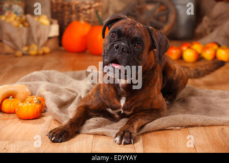 Boxeur allemand, homme|Deutscher Boxer, Ruede Banque D'Images