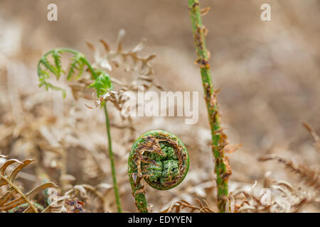 Les jeunes plantes se recroquevilla Bracken. Banque D'Images