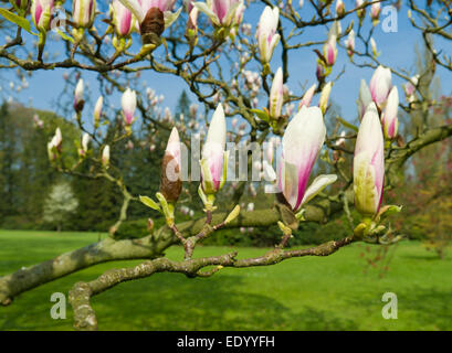 Magnolia arbre plein de fleurs Banque D'Images