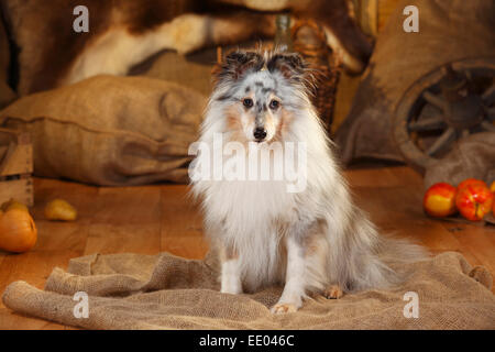 Sheltie, homme, bleu-merle, 9 ans|Sheltie, Ruede, bleu-merle, 9 Jahre alt Banque D'Images