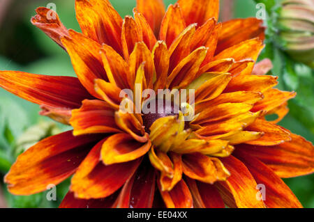 Rudbeckia 'Cherokee Sunset' Fleur Banque D'Images