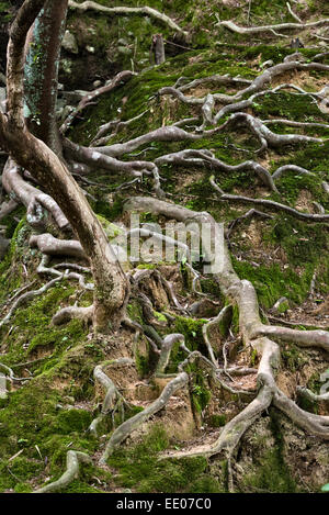 Saiho Route-ji temple zen (Koke-dera, le Temple de la mousse), Kyoto, Japon. Les racines des arbres exposés dans le jardin boisé Banque D'Images