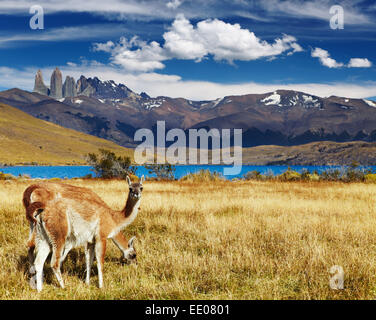 Guanacos dans le Parc National Torres del Paine, Laguna Azul, Patagonie, Chili Banque D'Images