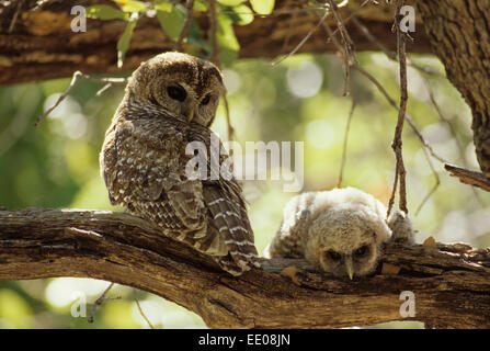 Mère de la Chouette tachetée et les jeunes (Strix occidentalis) - Arizona - habite les canyons très boisée-humides Forêts - strictement nocturne Banque D'Images