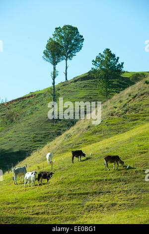 Dominikanische Republik, Cordillère centrale, Landschaft südlich von Constanza an der Carretera al Salto de Aguas Blancas (Strass Banque D'Images