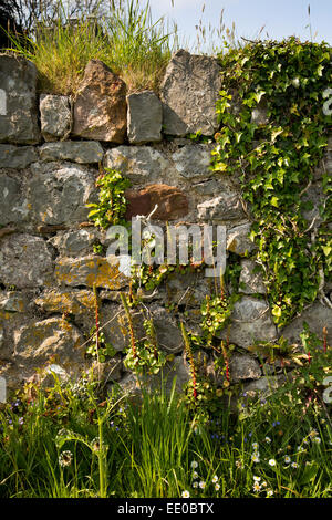 Royaume-uni, Pays de Galles, Swansea, Gower, Penrice, St Andrew's Church, fleurs sauvages poussant dans mur cimetière Banque D'Images