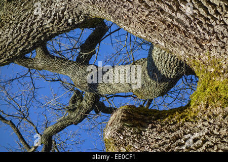 Baum, Eiche im Winter ohne Blätter, Arbre, Arbre de chêne en hiver dépourvu de feuilles, l'anglais, Quercus robur, écorce, lichens, proche- Banque D'Images