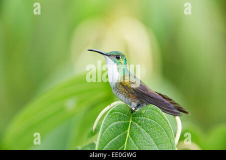 White-chested hummingbird émeraude (Amazilia brevirostris) adultes unique reposant sur la perche dans rainforest Banque D'Images