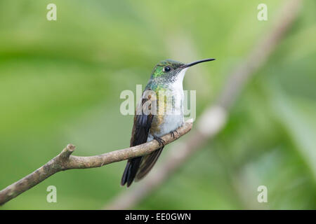 White-chested hummingbird émeraude (Amazilia brevirostris) adultes unique reposant sur la perche dans rainforest Banque D'Images