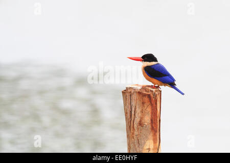 Black-capped Kingfisher (Halcyon pileata) perchés sur des postes. Laem Pak Bia. La Thaïlande. Banque D'Images